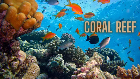 Corol Reef