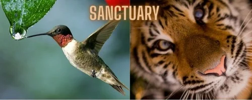 Sanctuary and Zoo